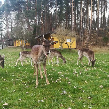 O.W.Bingo Hotel Bieszkowice Bagian luar foto