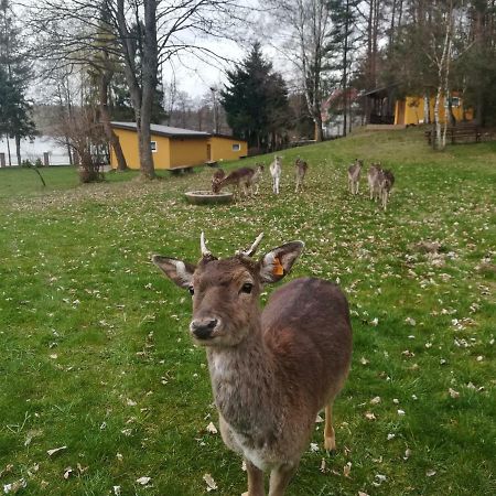 O.W.Bingo Hotel Bieszkowice Bagian luar foto