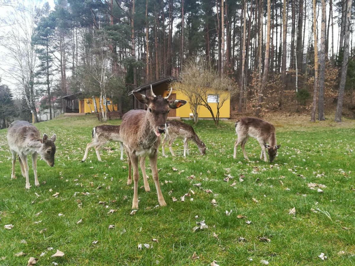 O.W.Bingo Hotel Bieszkowice Bagian luar foto