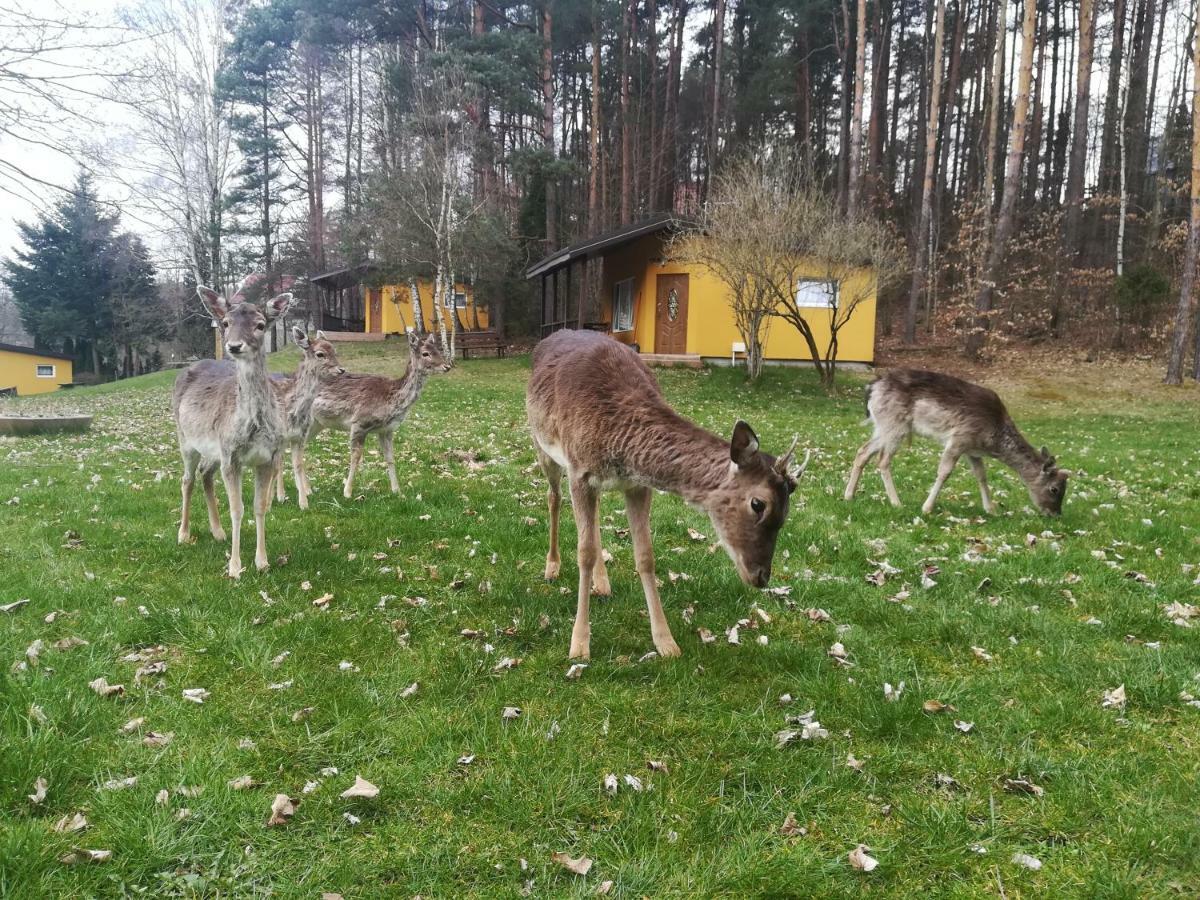O.W.Bingo Hotel Bieszkowice Bagian luar foto